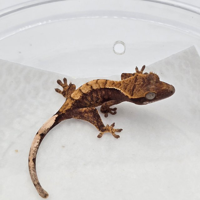 트라이 드리피 화이트스팟