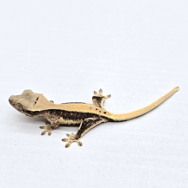 릴리100%헷아잔틱