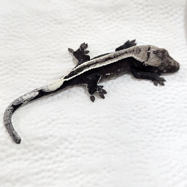 아잔틱 슈퍼스트라이프 풀핀