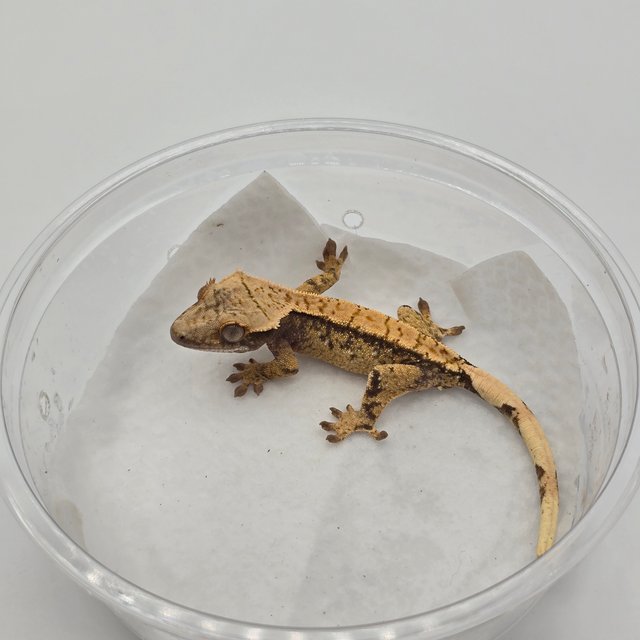 100%헷아잔틱 드리피 화이트스팟