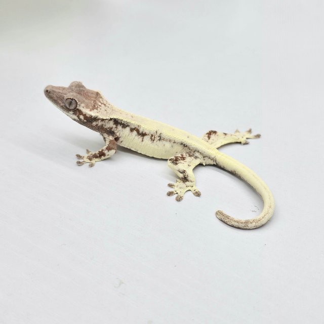 Sable 100% Het Axanthic Tri Tangerine
