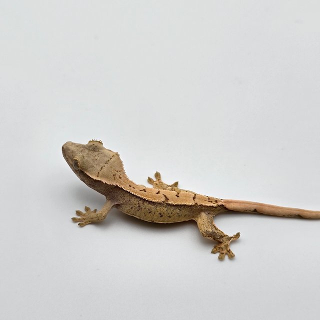 트라이 드리피 화이트스팟