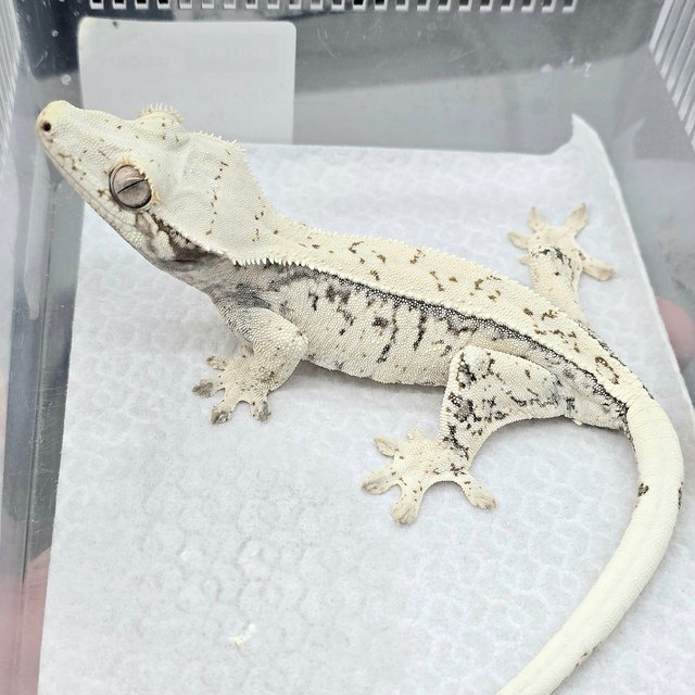 White Spot Drippy White Quad