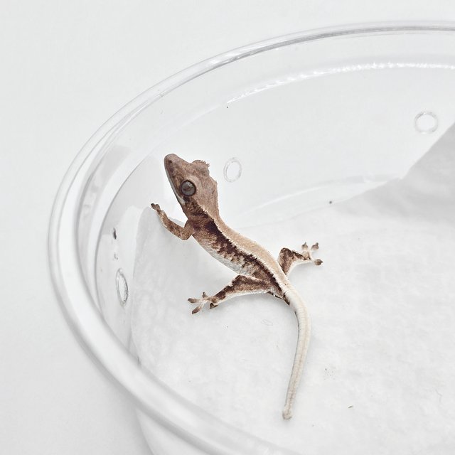 릴리 세이블 솔리드백 트라이