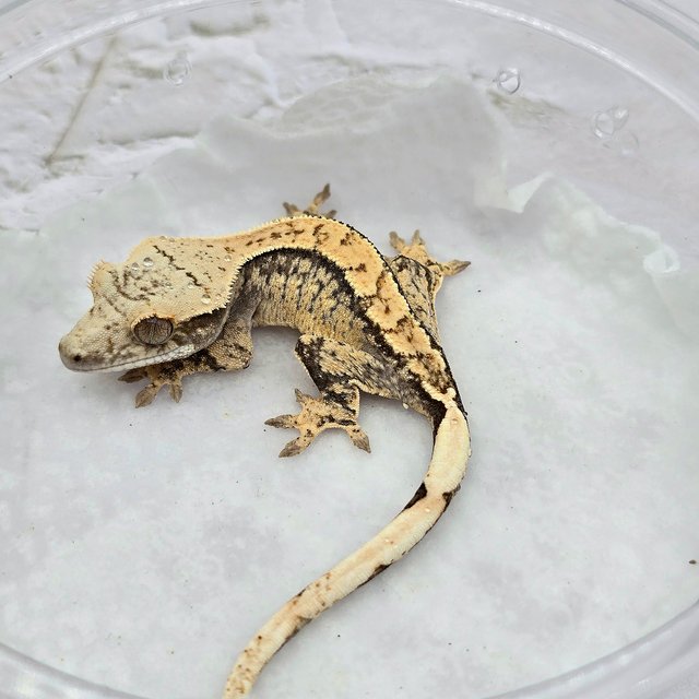 트라이 드리피 화이트스팟