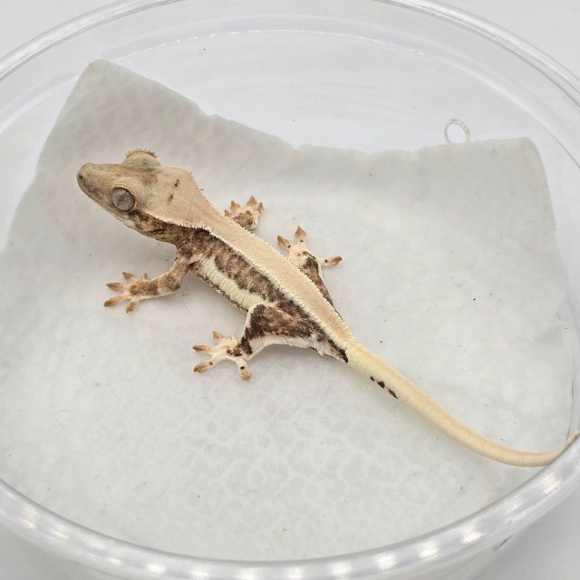 크림 릴리화이트 솔리드백