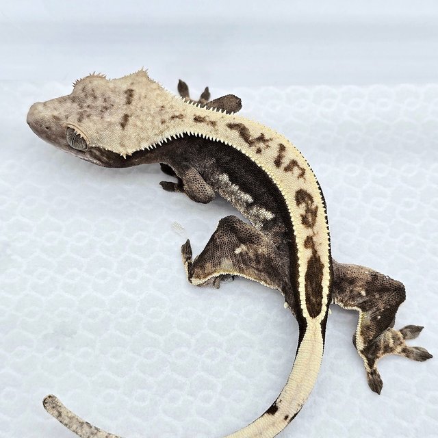 100% Het Axanthic Quad Full Pinstripe Black