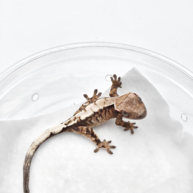 세이블 드리피 화이트스팟 다크 트라이