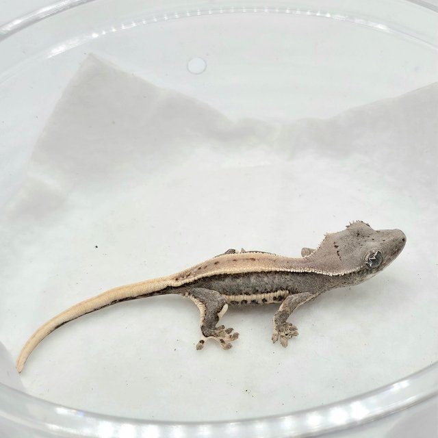 릴리100%헷아잔틱 솔리드백 풀핀