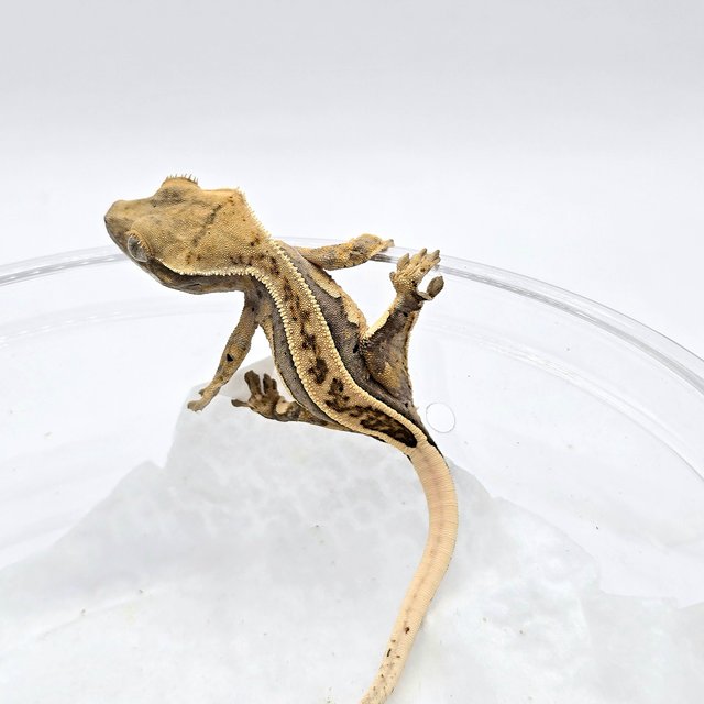 노멀 쿼드 풀핀