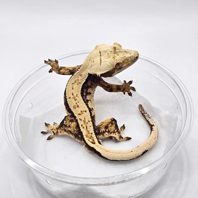 노멀 트라이 쿼드 풀핀 드리피