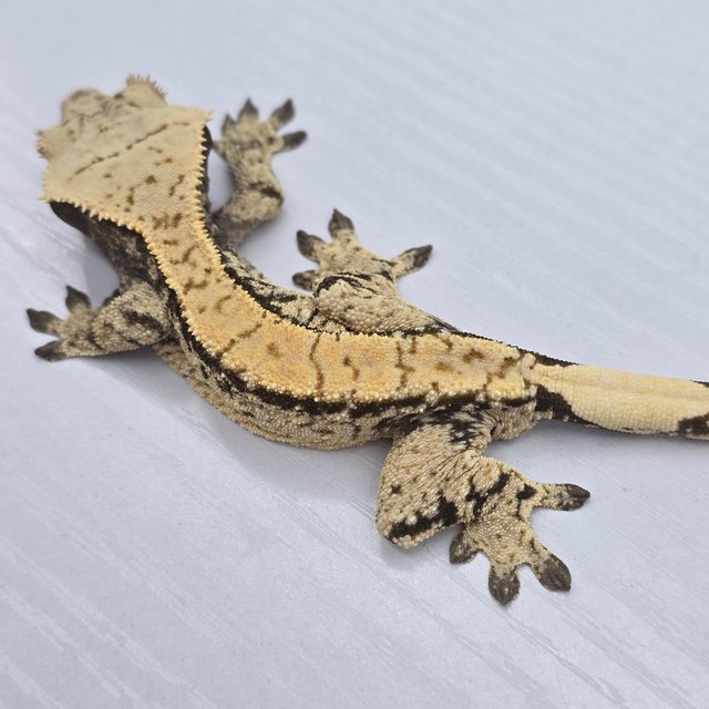 100%헷아잔틱 드리피 화이트스팟