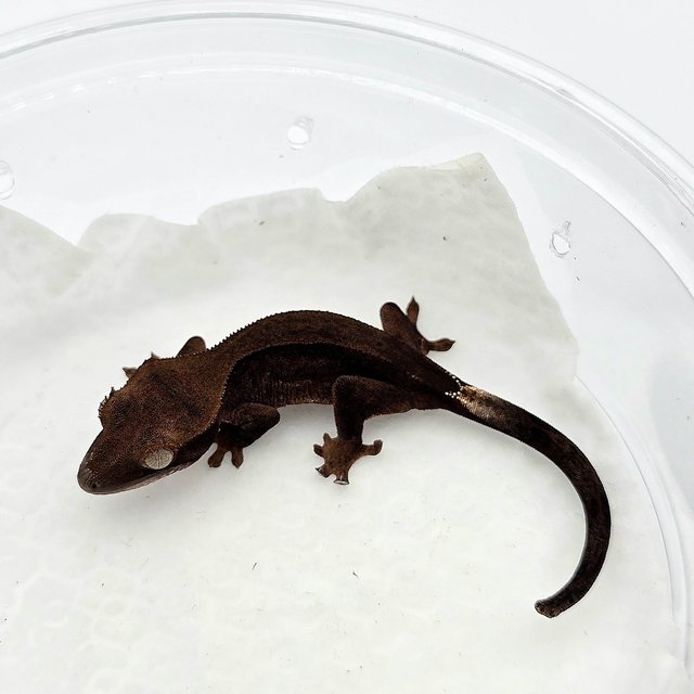 챠콜 슈퍼스트라이프