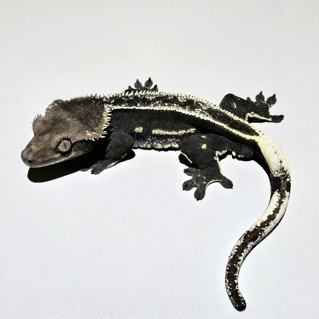 Axanthic