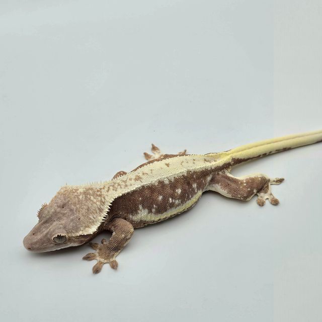 릴리100%헷아잔틱