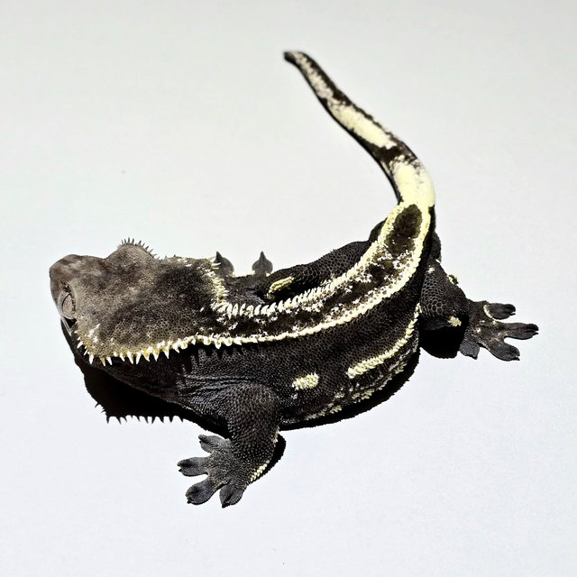 Axanthic