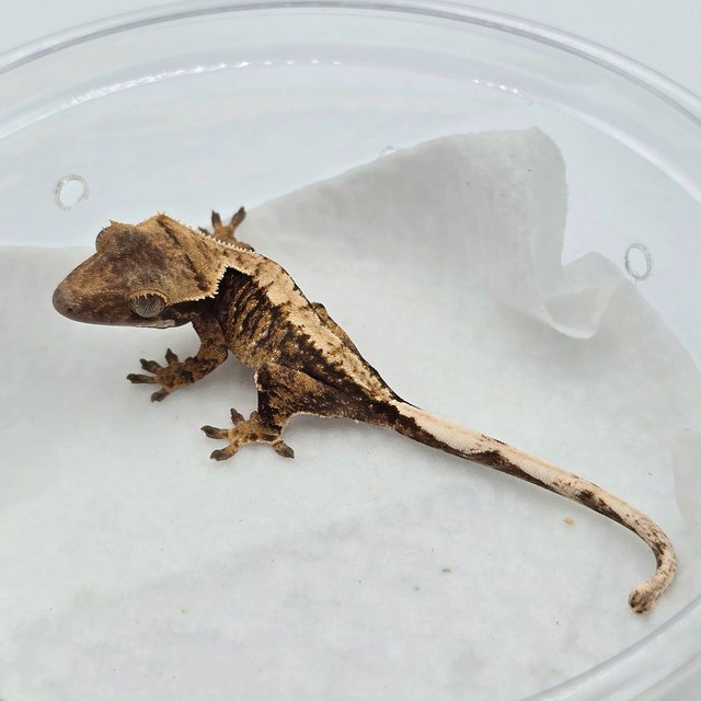 트라이 드리피 화이트스팟 화이트포트홀