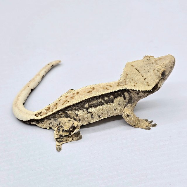 100% Het Axanthic