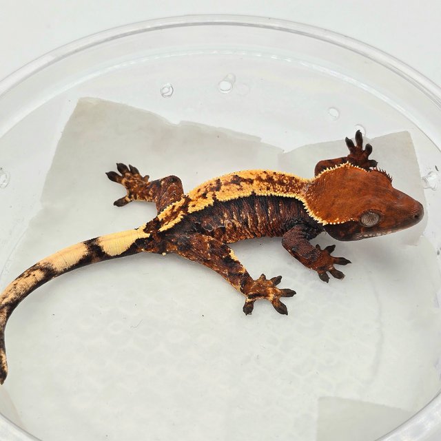 텐저린 트라이 세이블