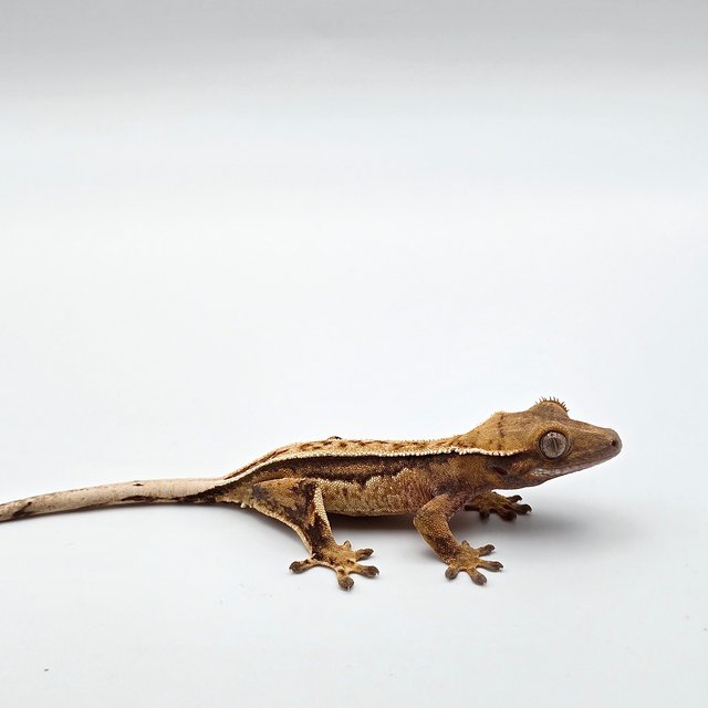 노멀 풀핀 쿼드