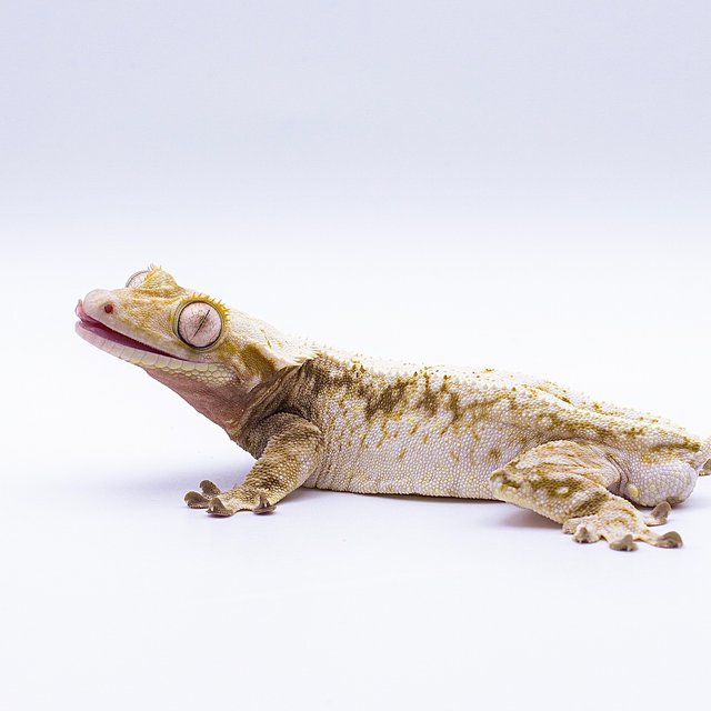 화이트 드리피 화이트스팟