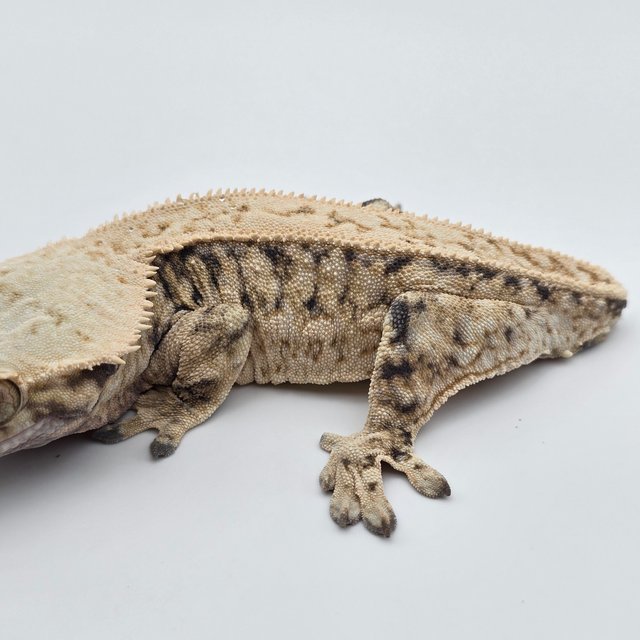 트라이 쿼드 풀핀