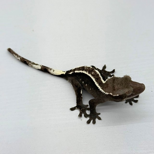 Axanthic