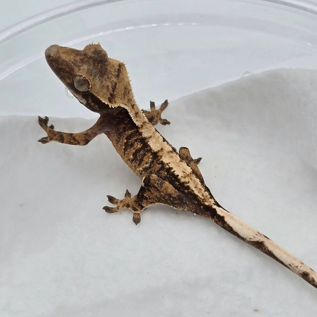 트라이 드리피 화이트스팟 화이트포트홀