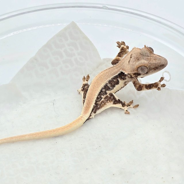 트라이 릴리화이트