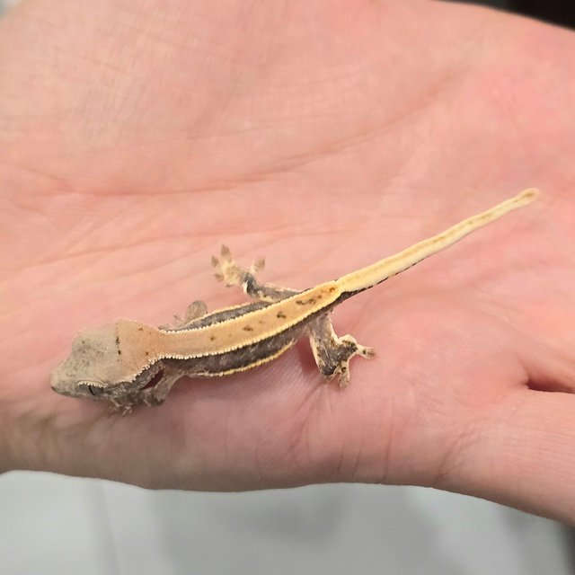 릴리100%헷아잔틱