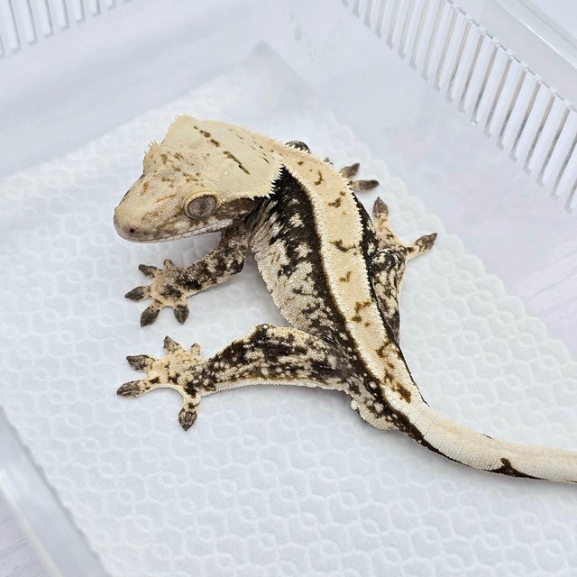 100% Het Axanthic
