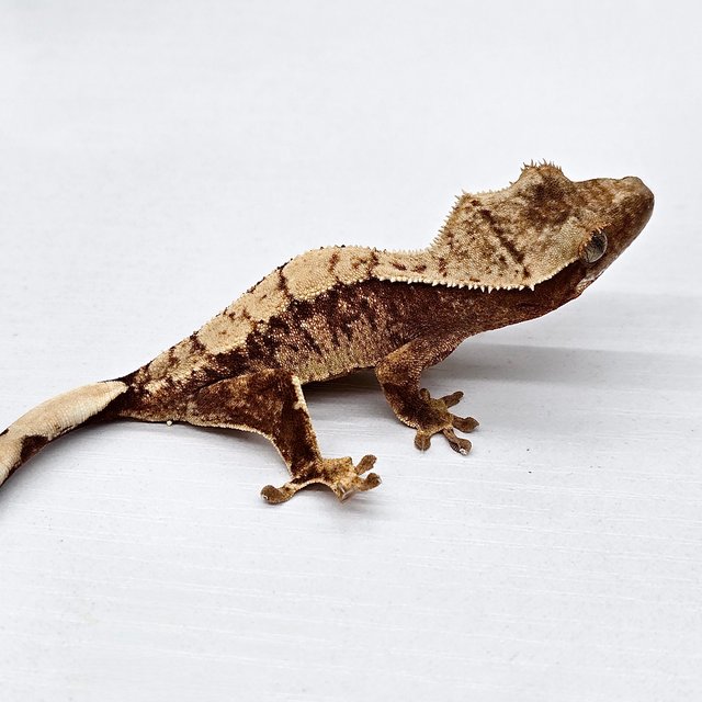 트라이 드리피 화이트스팟 레드