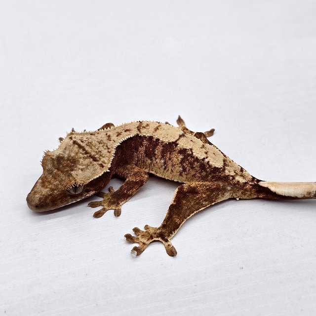 트라이 드리피 화이트스팟 레드