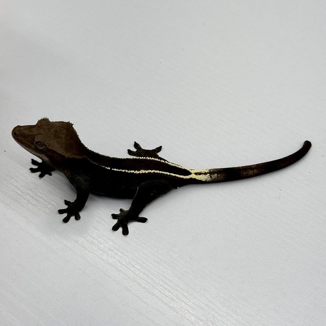 Axanthic Full Pinstripe Black