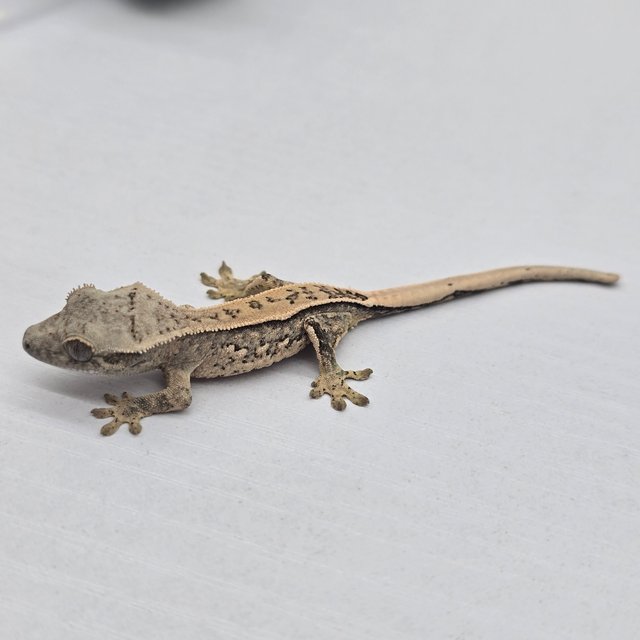 트라이 쿼드 풀핀 화이트스팟 할리퀸