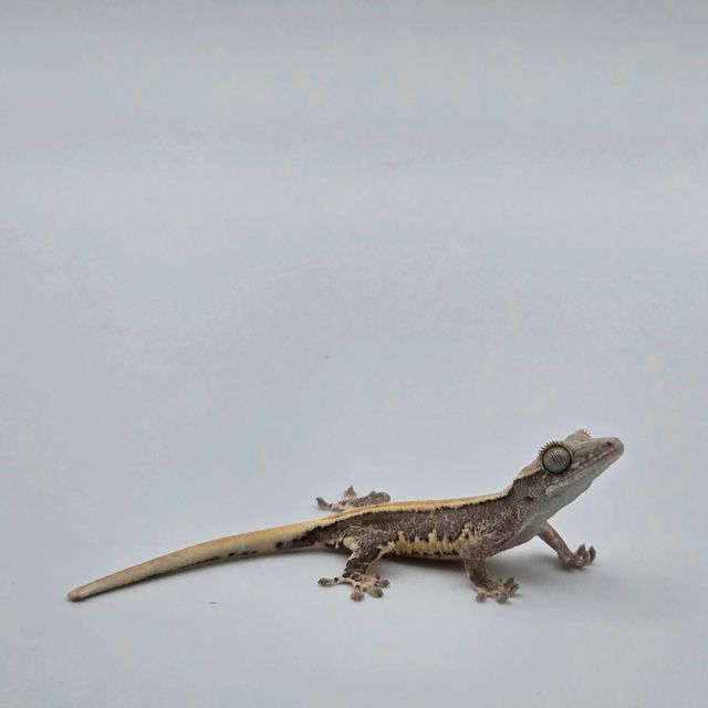 릴리100%헷아잔틱