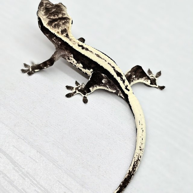 프라푸치노 아잔틱