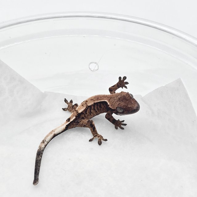 세이블 드리피 화이트스팟 다크 트라이