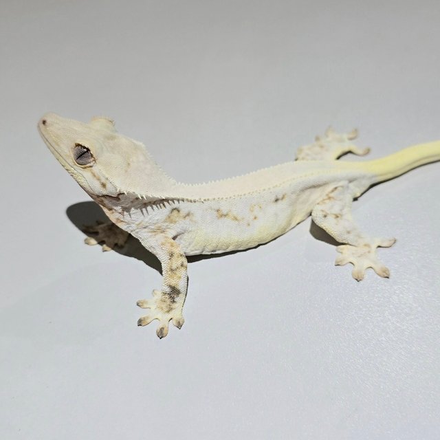Lilly White Solid Back Tri Cream