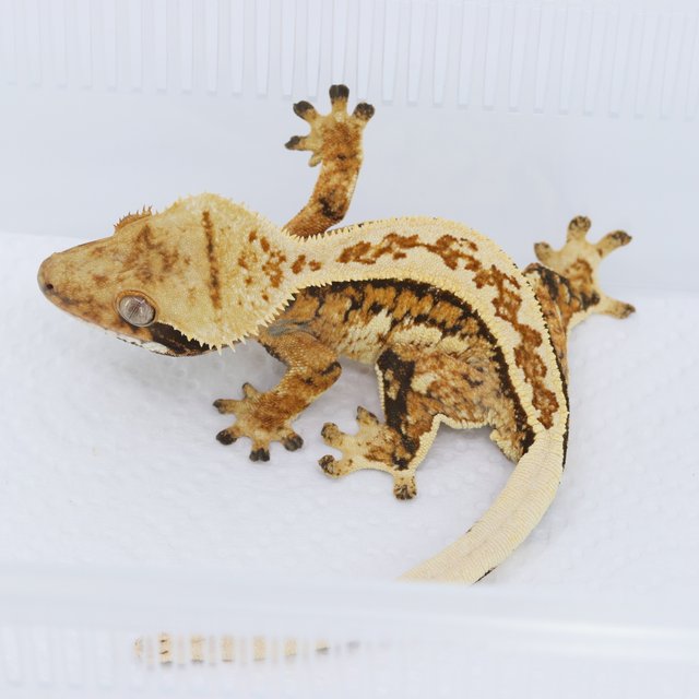 트라이 풀핀 텐저린