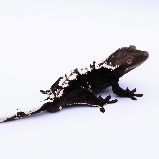 Axanthic