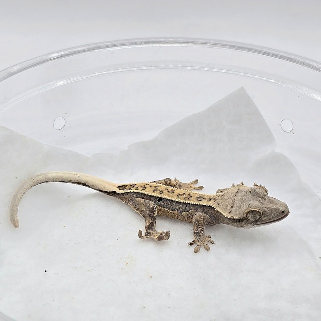 노멀 풀핀 쿼드