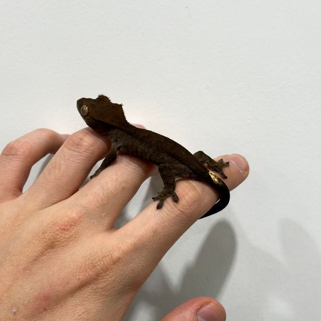 챠콜