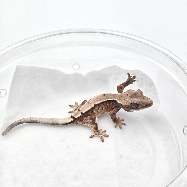 세이블 솔리드백 트라이