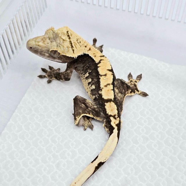 100% Het Axanthic White Spot Drippy