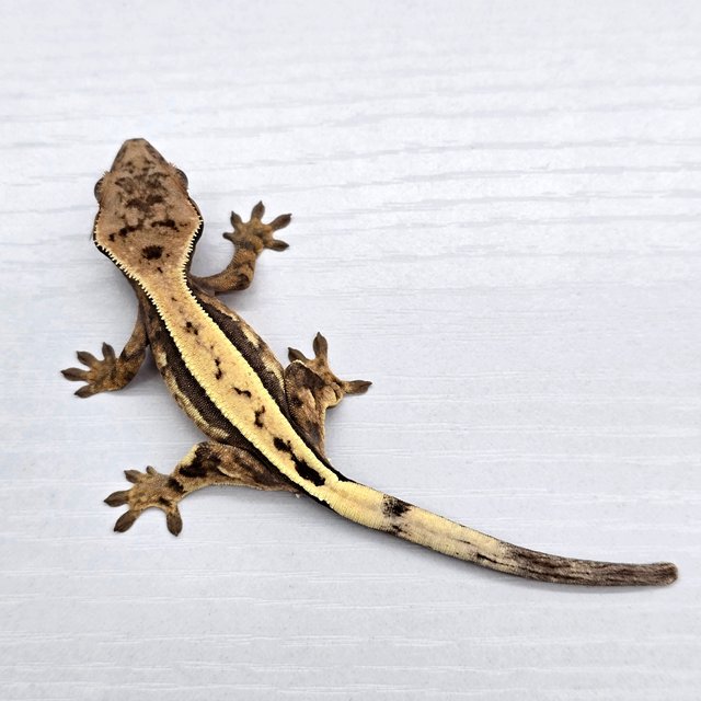 세이블 다크 트라이