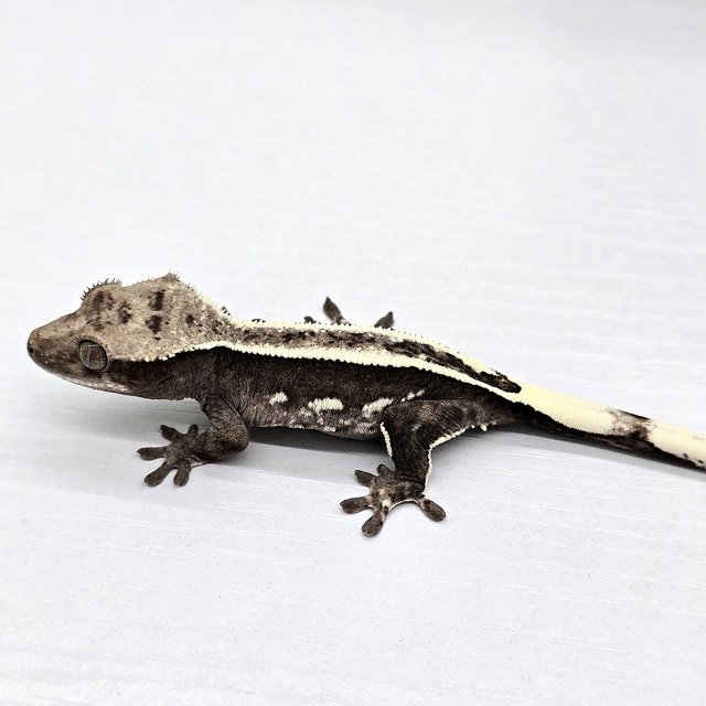 아잔틱 슈퍼스트라이프