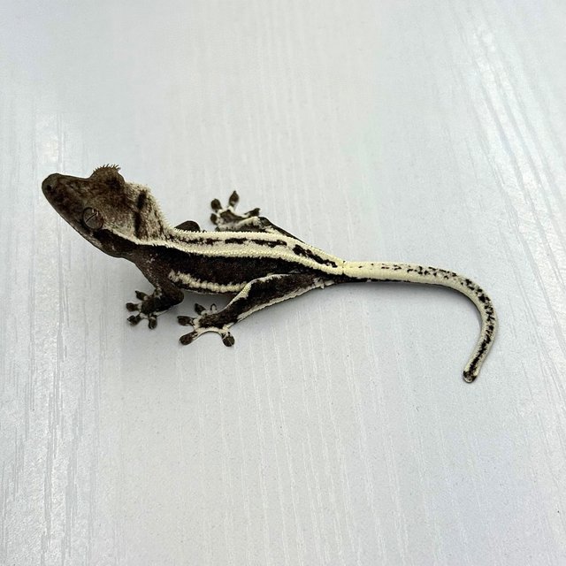 Lilly Axanthic