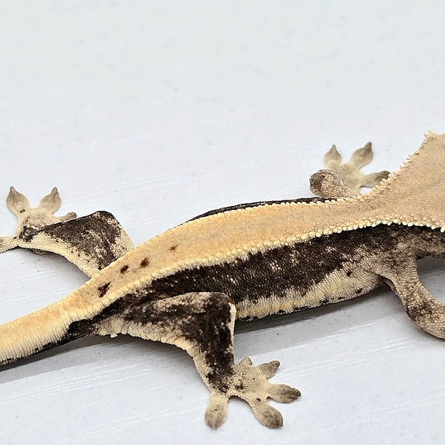 릴리100%헷아잔틱