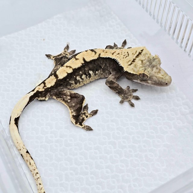 100% Het Axanthic White Spot Drippy